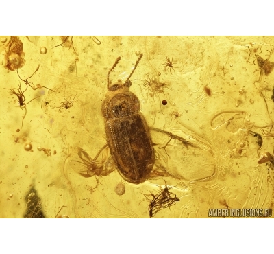 Hairy fungus beetle Mycetophagidae Crowsonium, Springtail, Moss and More. Fossil insects in Baltic amber #7983