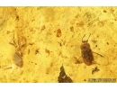 Hairy fungus beetle Mycetophagidae Crowsonium, Springtail, Moss and More. Fossil insects in Baltic amber #7983