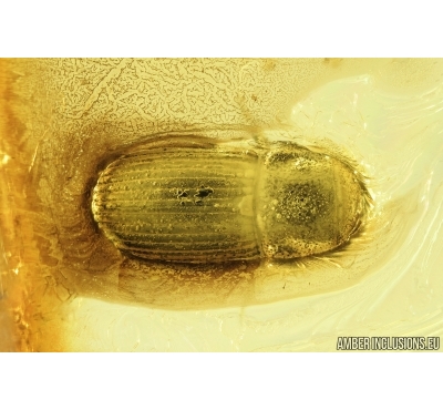 Very Rare Scarab beetle, Scarabaeidae. Fossil insect in Baltic amber #7984