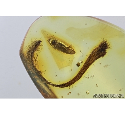Click beetle, Elateroidea and Leaf. Fossil inclusions in Baltic amber #7998