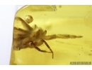 Rove beetle, Staphylinidae, Pselaphinae and Spider. Fossil inclusions in Baltic amber #7999