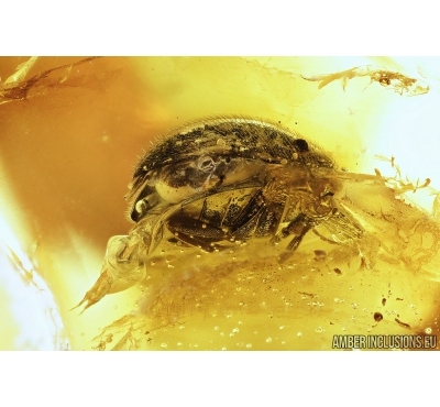 Nice Marsh beetle, Scirtidae. Fossil insect in Baltic amber #8000
