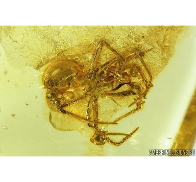 Spider, Araneae. Fossil inclusion in Baltic amber stone #8002