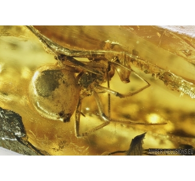 Spider, Araneae and Mite, Acari. Fossil inclusions in Baltic amber stone #8003