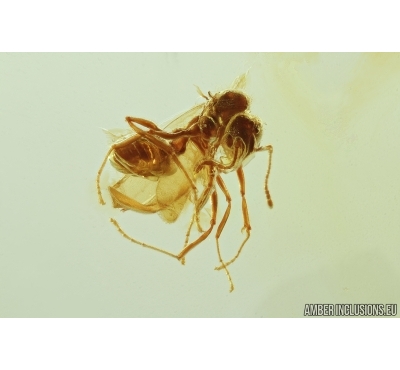 Winged Ant and Mite. Fossil inclusions in Baltic amber #8007