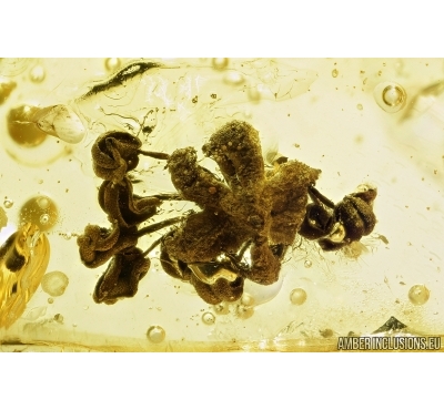 Flowers and Leaves. Fossil inclusions in Baltic amber stone #8028