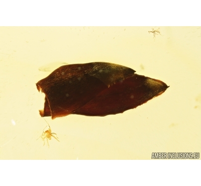 Two Nice Leaves and Mite. Fossil inclusions in Baltic amber #8030
