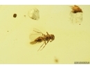 Nice Thuja and Wasp. Fossil inclusions in Baltic amber #8034