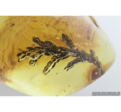 Very Nice, Big 22mm! Thuja. Fossil inclusion in Baltic amber #8035