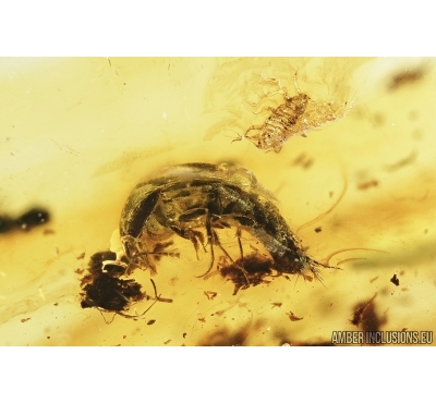 Rove beetle, Staphylinoidea and Aphid. Fossil insects in Baltic amber #8036