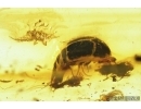 Rove beetle, Staphylinoidea and Aphid. Fossil insects in Baltic amber #8036