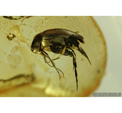 Tumbling Flower Beetle, Mordellidae. Fossil insect in Baltic amber #8037