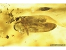 Two Click beetles Elateroidea, Spider Beetle Ptinidae, Oak Flower and More. Fossil inclusions in Baltic amber #8039