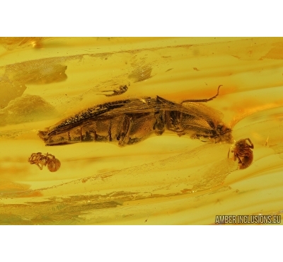 Click beetle, Elateroidea and Two Spiders, Araneae. Fossil inclusions in Baltic amber #8042
