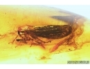 Nice Planthopper, Cicada. Fossil insect in Baltic amber #8043