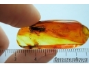 Nice Planthopper, Cicada. Fossil insect in Baltic amber #8043