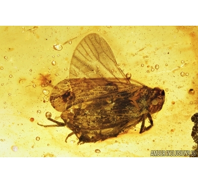 Planthopper, Cicada and Caddisfly, Trichoptera . Fossil insects in Baltic amber #8044