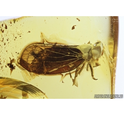 Nice Planthopper, Cicada. Fossil insect in Baltic amber #8046