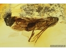 Nice , Planthopper, Cicada. Fossil insect in Baltic amber #8047