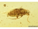 False Flower Beetle, Scraptiidae and Beetle Larva. Fossil insects in Baltic amber #8049