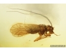 Psocid Psocoptera. Fossil insect in Baltic amber #8050