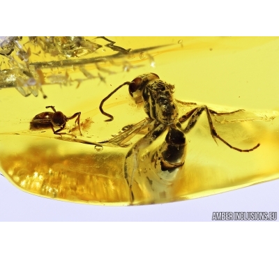 Two Ants. Fossil insects in Baltic amber #8059