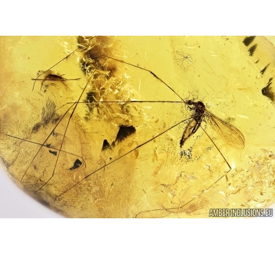 Crane Fly, Limoniidae. Fossil insect in Baltic amber #8061