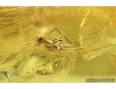Crane Fly, Limoniidae with Mites, Acari. Fossil insects in Baltic amber #8062