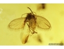 Psychodidae, Moth fly. Fossil insect in Baltic amber #8063