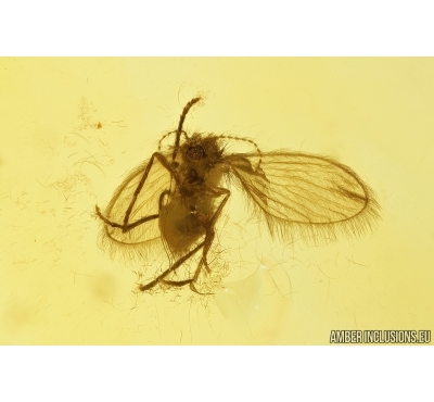 Psychodidae, Moth fly. Fossil insect in Baltic amber #8063