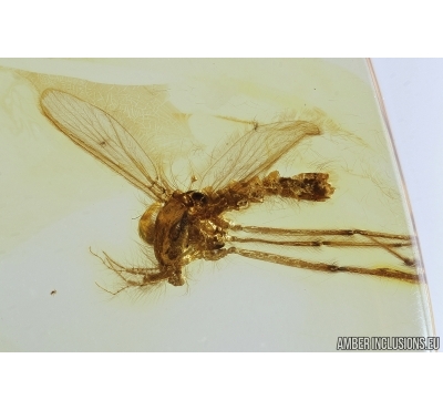Rare Phantom Midge Chaoboridae, Spider and Leaf. Fossil inclusions in Baltic amber #8065