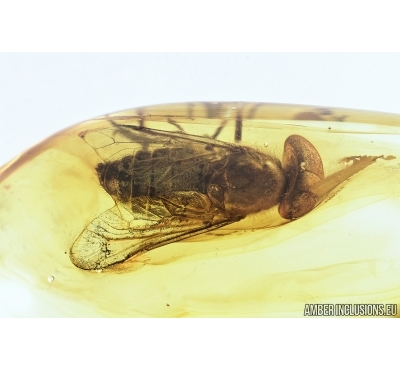 Very rare Horse fly, Tabanidae. Fossil Insect In Baltic amber #8066