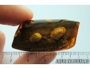 Very nice Tree Bark. Fossil inclusion in Baltic amber #8067