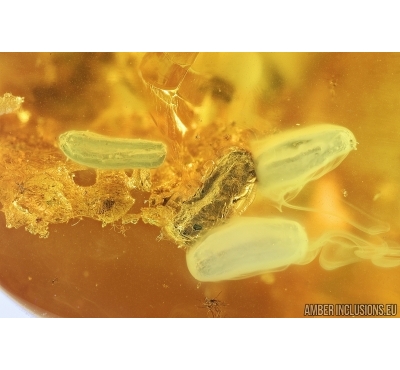 Unknown Plant. Fossil inclusion in Baltic amber #8068