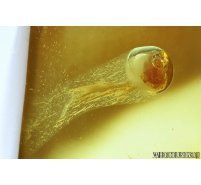 Very Nice Air Bubble. Fossil inclusion in Baltic amber #8070