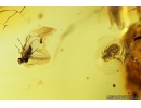 Pseudoscorpion and More. Fossil inclusions in Baltic amber #8072