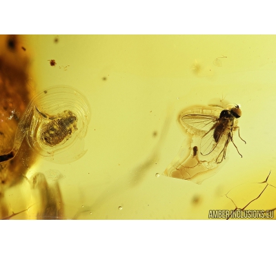 Pseudoscorpion and More. Fossil inclusions in Baltic amber #8072