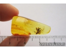 Nice Rare Wasp Dryinidae. Fossil insect in Baltic amber #8073