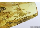 Ensign Wasp Evaniidae, Rove beetle Staphylinidae Scydmaeninae and More. Fossil insects in Baltic amber #8103