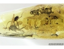 Ensign Wasp Evaniidae, Rove beetle Staphylinidae Scydmaeninae and More. Fossil insects in Baltic amber #8103
