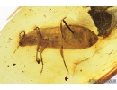 Rare Palm and Flower Beetle Mycteridae, Eurypinae, Europoeurypus inglaeso gen et spec nov. Fossil insect in Baltic amber #8112
