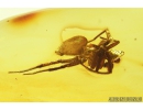 Spider, Araneae. Fossil inclusion in Baltic amber stone #8121
