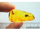 Spider, Araneae. Fossil inclusion in Baltic amber stone #8121