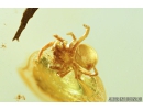Lizard Skin Fragment, Two Wasps and Spider. Fossil inclusions in Baltic amber #8123