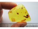Lizard Skin Fragment, Two Wasps and Spider. Fossil inclusions in Baltic amber #8123