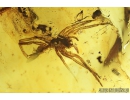 Nice Bud and Spider. Fossil inclusion in Baltic amber #8124