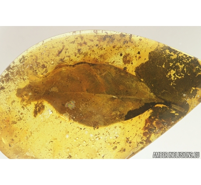 Very Big 21mm! Leaf, Plant. Fossil inclusion in Baltic amber #8125
