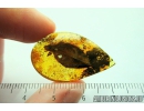 Very Big 21mm! Leaf, Plant. Fossil inclusion in Baltic amber #8125