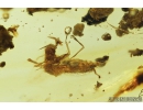 3  Short-tailed Whipscorpions, Schizomida. Fossil inclusions in Burmite amber from Myanmar #8132