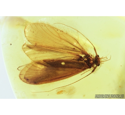 Very Nice Caddisfly, Trichoptera. Fossil insect in Baltic amber stone #8134